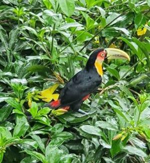 Casa-de-luxo-a-venda-em-Ilhabela43